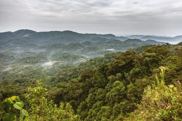 Ruanda esőerdők. Az eget és a hegyeket kíséri az esőerdők. — Stock Fotó